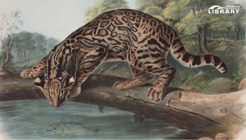John Woodhouse Audubon (1812-1862)Ocelot, or Leopard-Cat